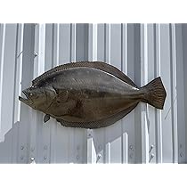 平目　ヒラメ剥製　55cm ヒラメ：かれい・ひらめ・ほっけ底建網漁業| 水産研究本部